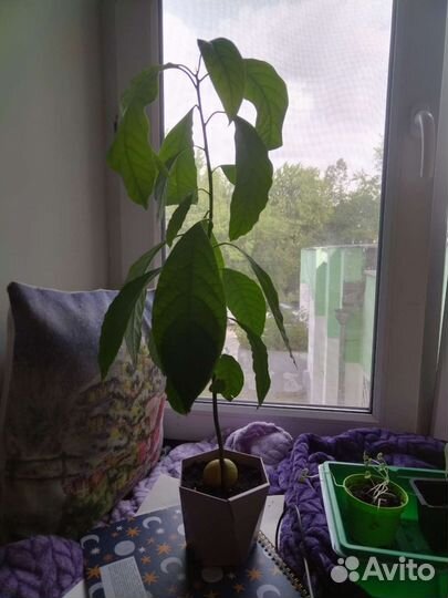 Авокадо растение