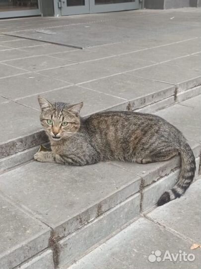 Камышовый кот