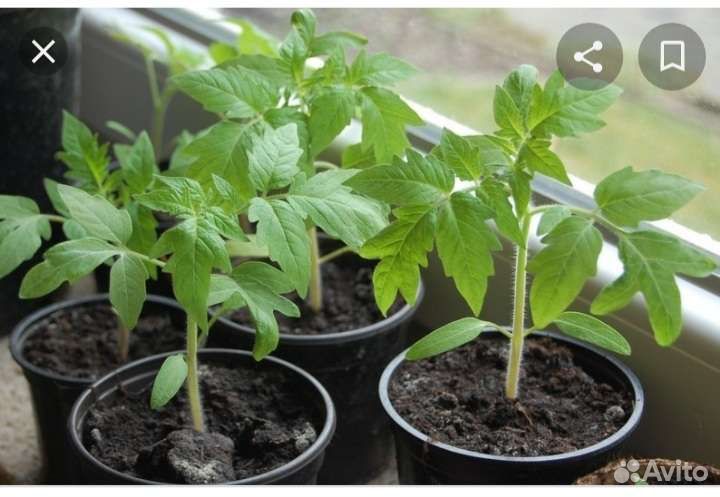 Рассада помидор томат саженцы красные желтые