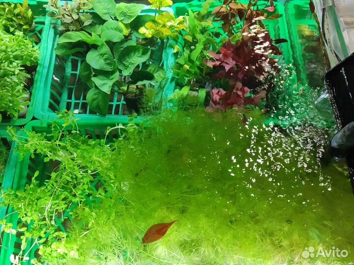 Аквариумные растения в ассортименте магазин