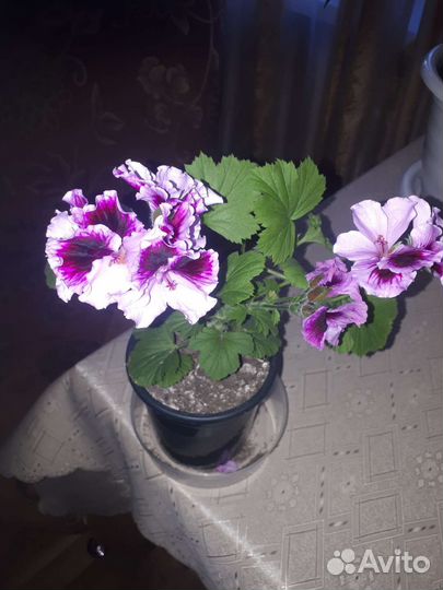 Пеларгония герань