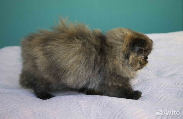 Персидская девочка