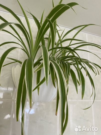 Хлорофитум