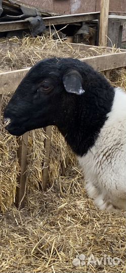 Ягнята от Дорпера и Катума козлята Гулаби и Камори