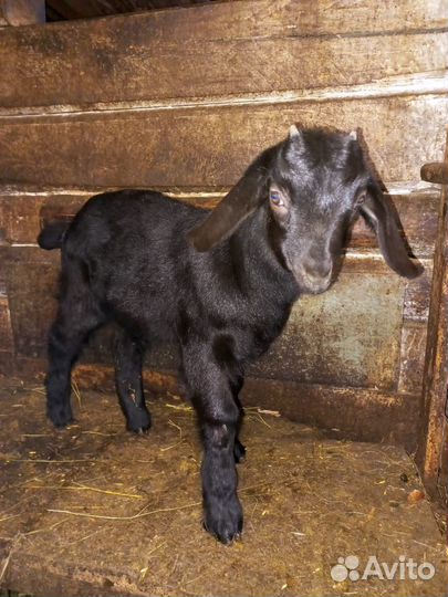 Продаю козочек