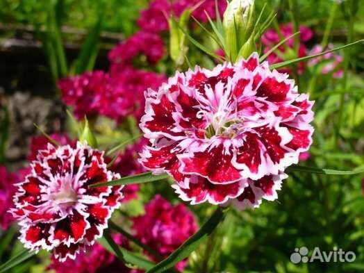 Вербена, Китайская гвоздика, хоста