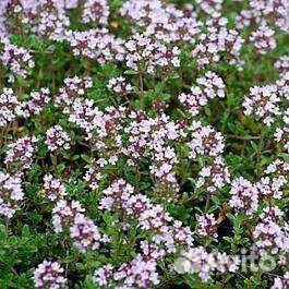 Тимьян ползучий, чабрец