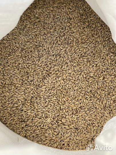 Зерно пшеница ячмень овёс кукуруза отруби жмых мел