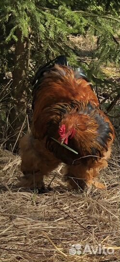 Куры,петухи,индюки