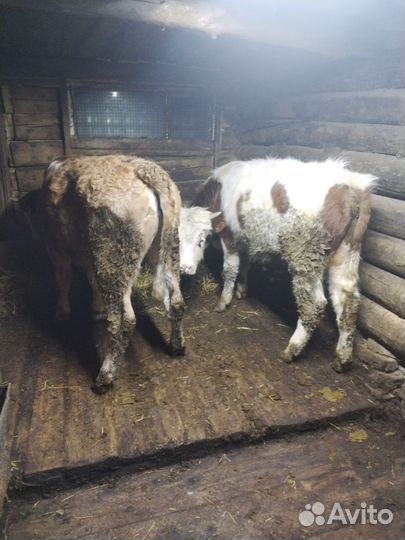 Коровы быки телки