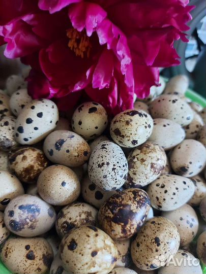 Яйца перепелиные инкубационные