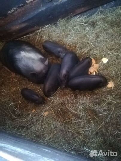 Вьетнамский вислобрюхий поросенок