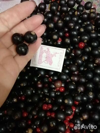 Смородина чёрная и красная, крыжовник