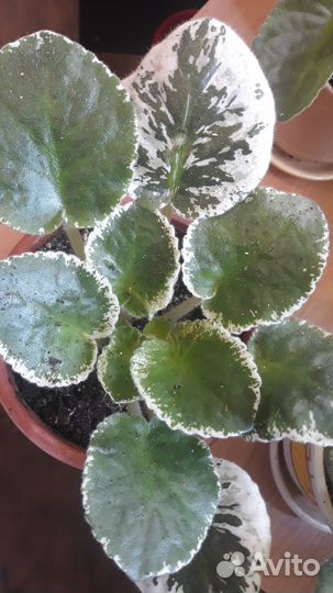 Цветы фиалка