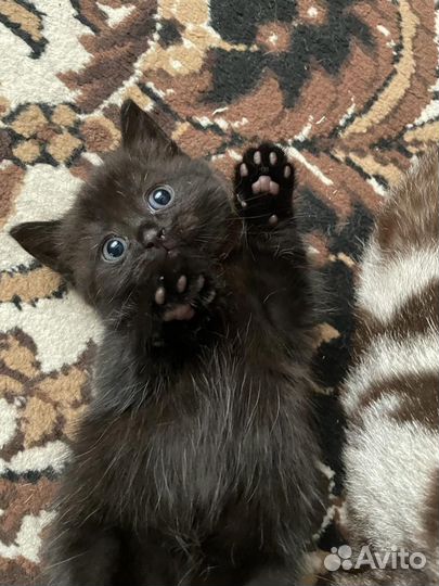 Котята отдам в добрые руки бесплатно