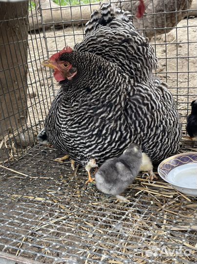 Курица с цыплятами