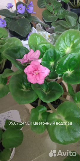 Сортовые фиалки