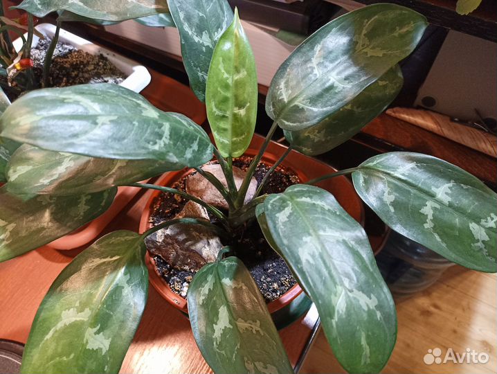 Аглаонема «Мария»