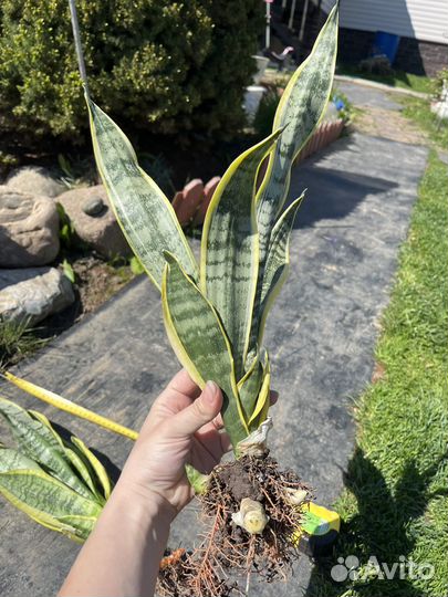 Сансевиерия тещин язык