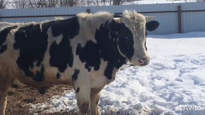 Продам быка оптом