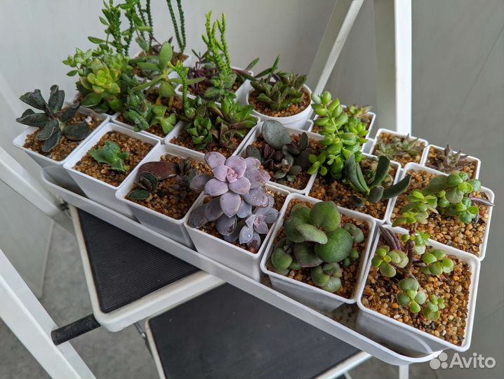 Суккуленты