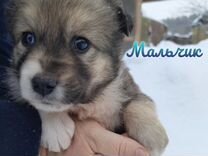 Собаки в добрые руки в таганроге. Собаки в добрые руки в таганроге. Щенки в таганроге в добрые руки. Отдам щенков в добрые руки таганрог. Щенки ростовская обл.