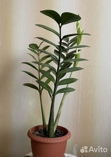 Замиокулькас