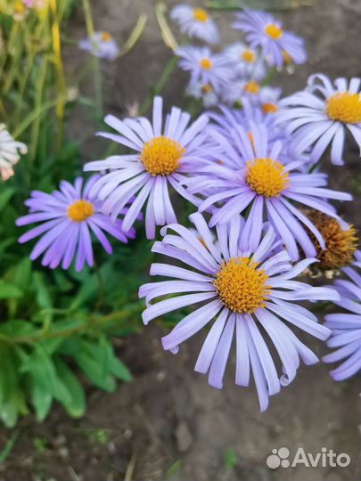 Астра альпийская