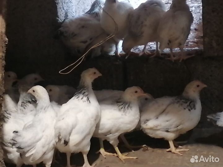 Адлерская серебристая 1 месяц