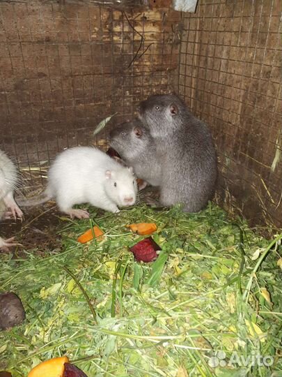 Нутрии щенки