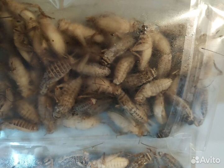 Замороженные сверчки