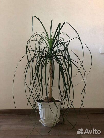 Нолина (бокарнея)