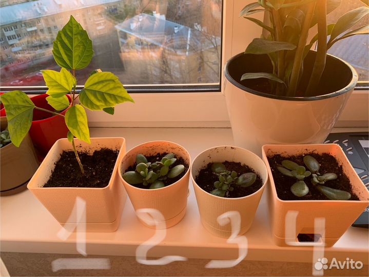 Гибискус, денежное дерево