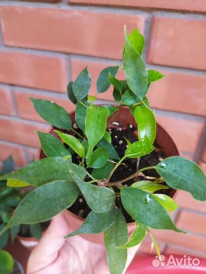 Фикус бенджамина