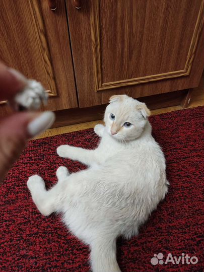 Потерялась кошка