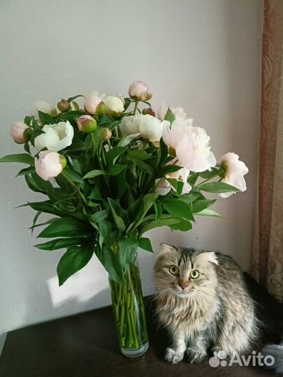 Британская кошка в дар