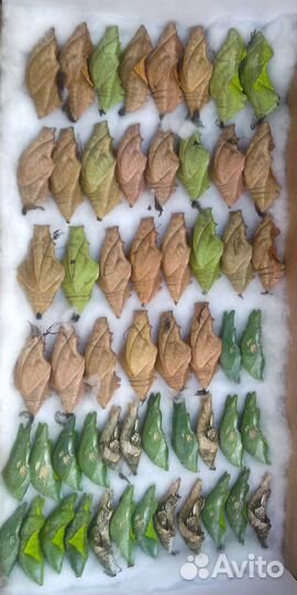 Куколки бабочек для мини ферм оптом