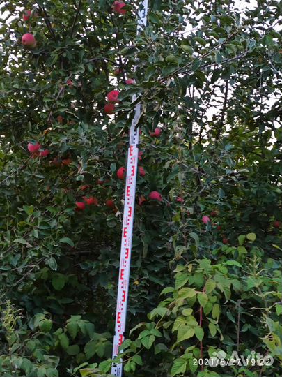 Яблоня крупномер саженцы