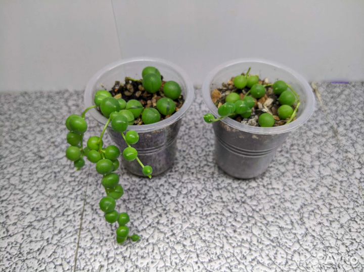 Суккуленты