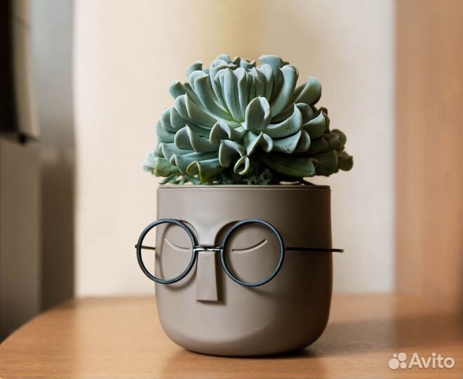 Суккуленты Эхеверии разные