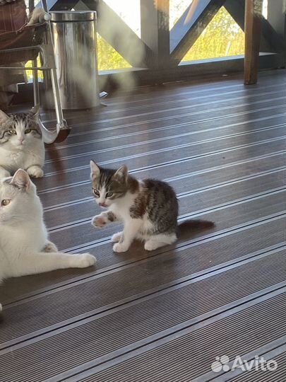 Котик в дар бесплатно