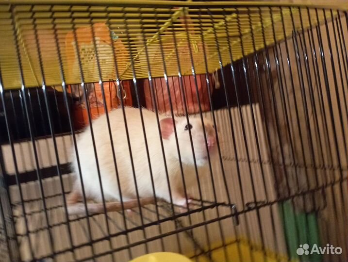 Крыса дамбо мальчик