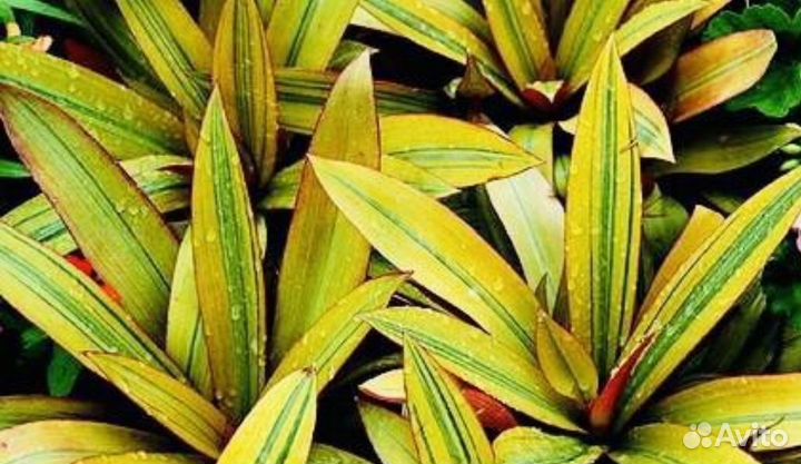 Традесканция рео ситара голд