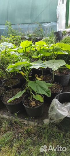 Саженцы павловнии