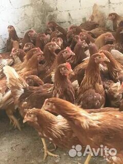 Куры молодки