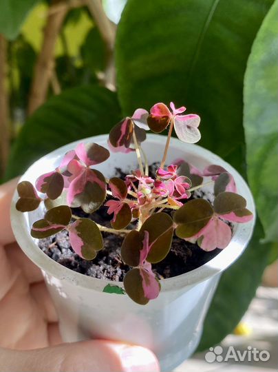 Кислица вулканическая oxalis Plum crazy