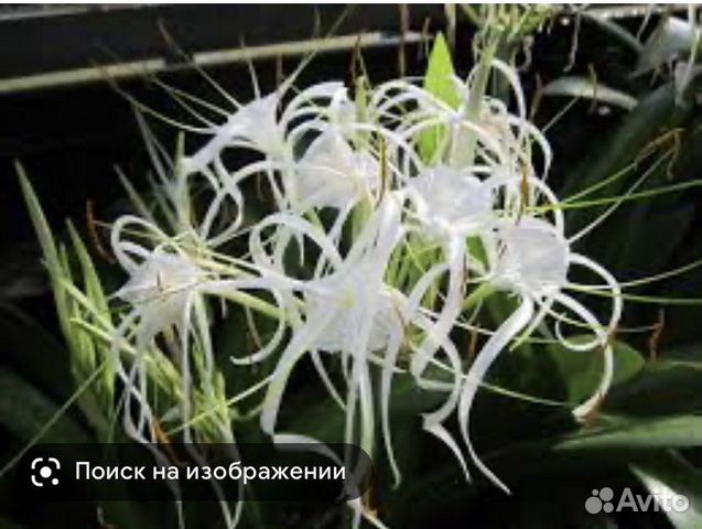 Комнатные цветы Гименокаллис