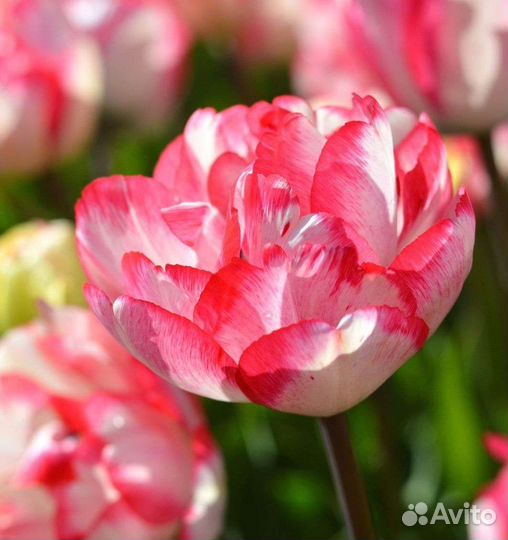 Луковица тюльпан