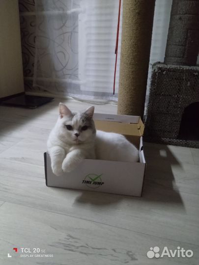 Британская