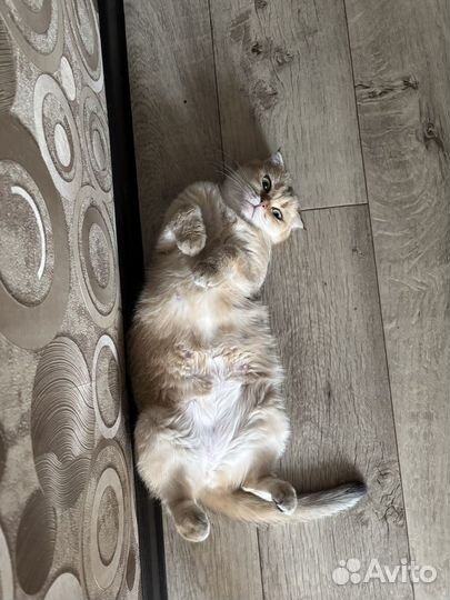 Шотландская золотая шиншилла